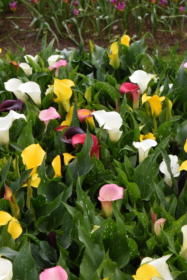 512B56FA-E93F-41F3-9E85-8B3B65AE0A0C