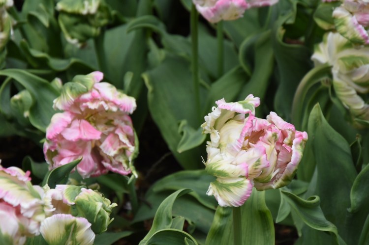 A7E377D5-98EE-424E-9F6F-77B6E0DA84AB